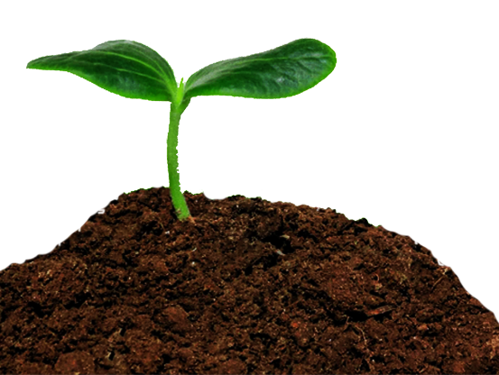 Dirt Pile